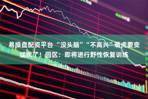 易操盘配资平台 “没头脑”“不高兴”萌虎要变猛虎了！园区：即将进行野性恢复训练